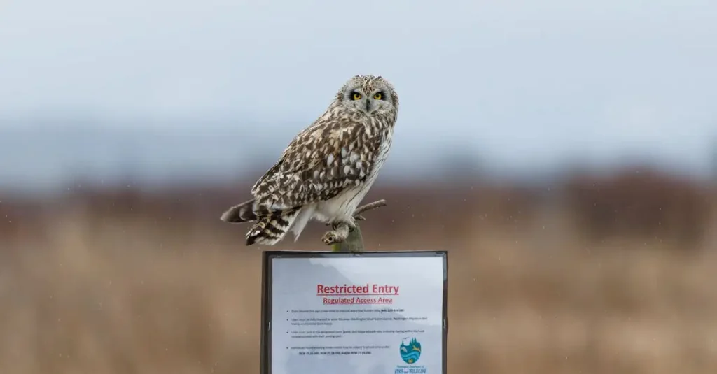 Journalistische Nachricht über Vögel: Aktuelle Meldungen