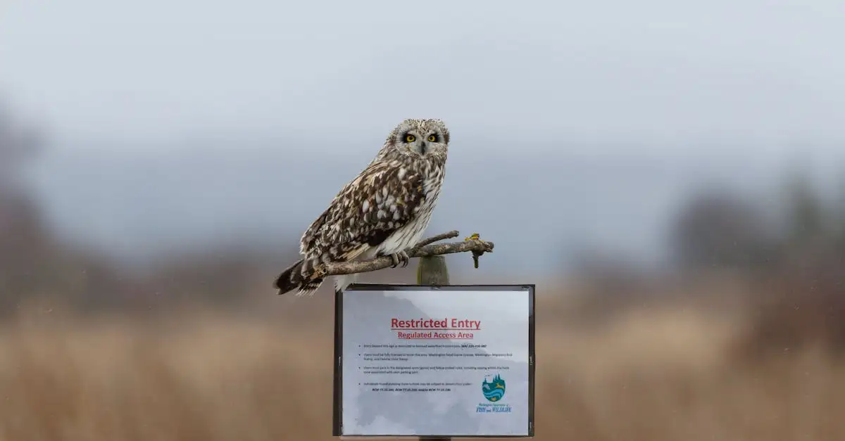 Journalistische Nachricht über Vögel: Aktuelle Meldungen