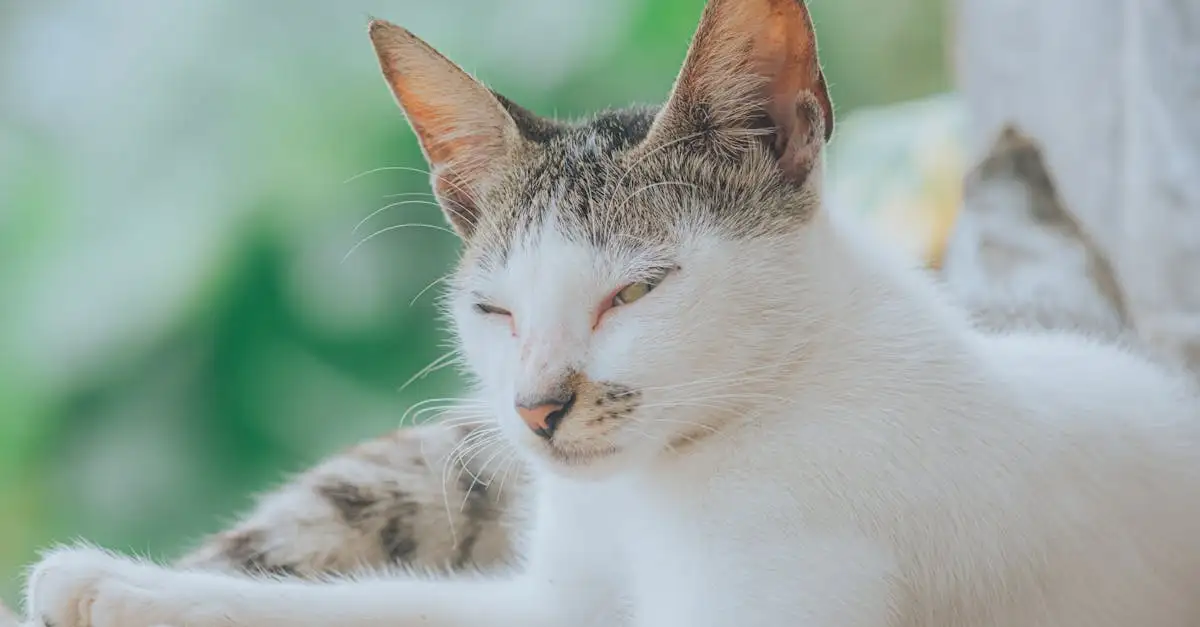 Catflirt Nachrichten: Tipps für erfolgreiche Chats