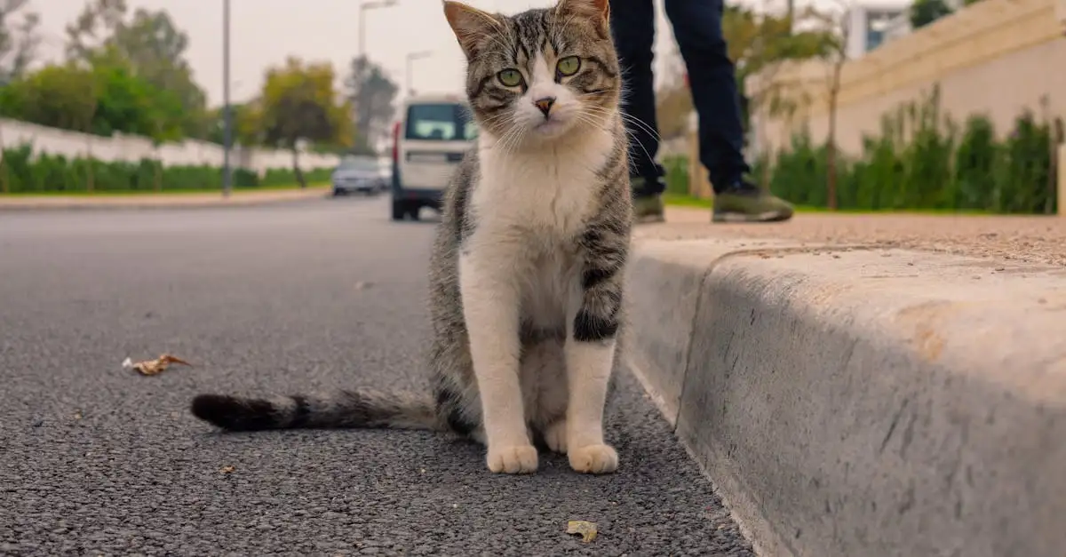Catflirt Nachrichten: Tipps für erfolgreiche Chats